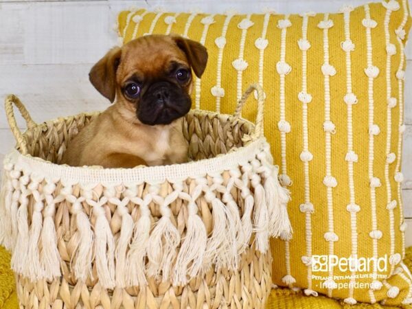 Puggle DOG Female Fawn 3881 Petland Independence, Missouri