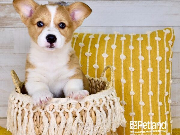 Pembroke Welsh Corgi-DOG-Female-Red & White-3886-Petland Independence, Missouri