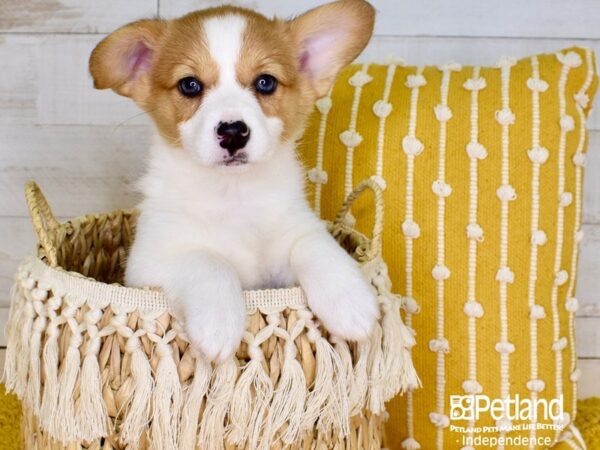 Pembroke Welsh Corgi-DOG-Female-Red & White-3885-Petland Independence, Missouri