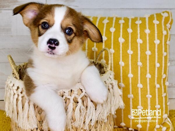 Pembroke Welsh Corgi-DOG-Male-Red & White-3884-Petland Independence, Missouri