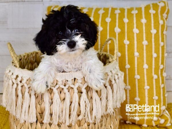 Havapoo-DOG-Male-Black & White-3893-Petland Independence, Missouri