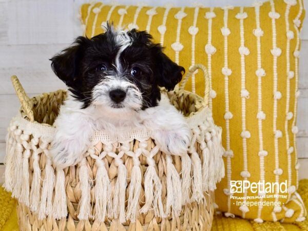 Havapoo-DOG-Female-Black & White-3894-Petland Independence, Missouri