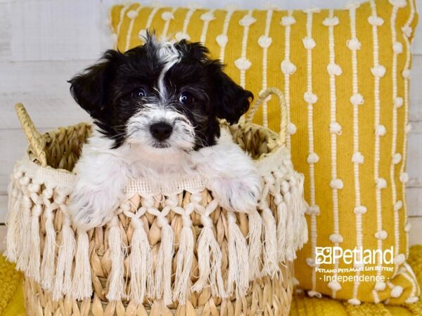 Havapoo DOG Female Black & White 3894 Petland Independence, Missouri