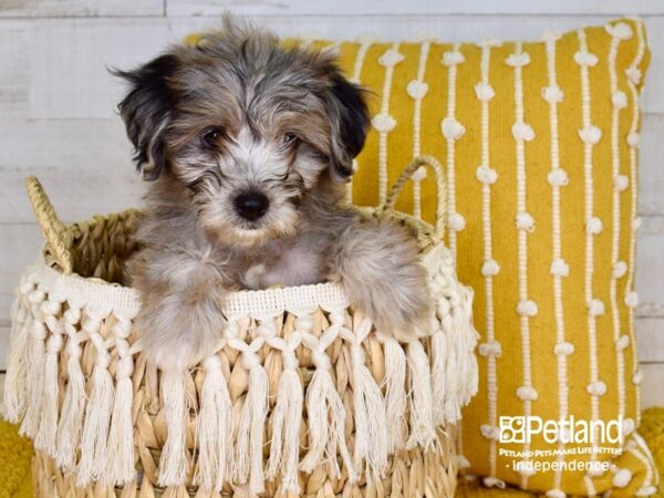 Miniature Aussiedoodle-DOG-Female-Merle-3891-Petland Independence & Lee's Summit, MO
