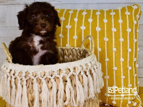 Miniature Aussiedoodle-DOG-Male-Brown & White-3892-Petland Independence & Lee's Summit, MO