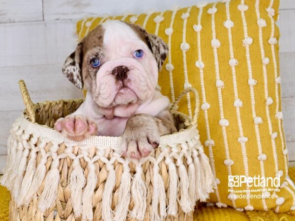 English Bulldog-DOG-Female-Blue Merle-3899-Petland Independence, Missouri