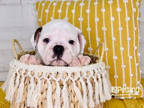 English Bulldog-DOG-Male-Red Brindle Spotted-3898-Petland Independence, Missouri