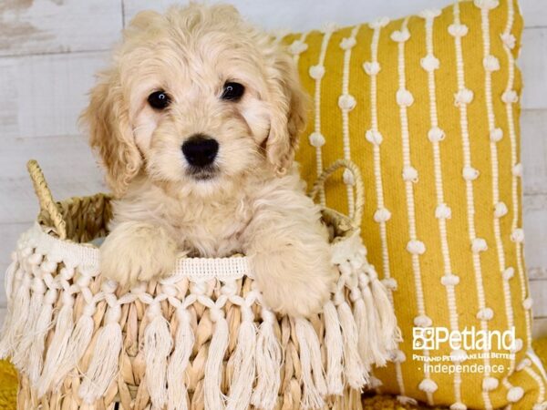 Miniature Goldendoodle-DOG-Male-Golden-3904-Petland Independence, Missouri