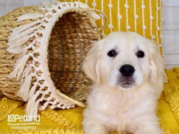 Golden Retriever-DOG-Male-Light Golden-3902-Petland Independence, Missouri