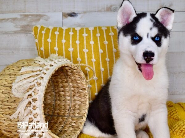 Siberian Husky-DOG-Male-Black and White-3900-Petland Independence & Lee's Summit, MO