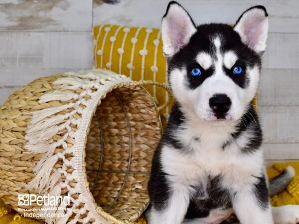 Siberian Husky-DOG-Female-Black and White-3901-Petland Independence, Missouri