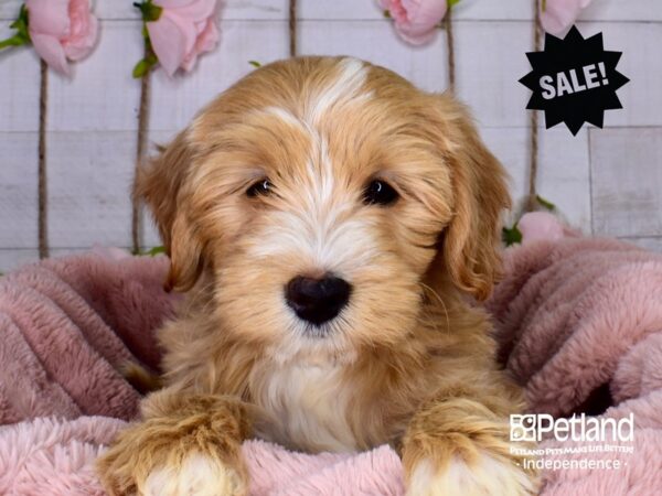 Mini Goldendoodle 2nd Gen.-DOG-Male-Red-3723-Petland Independence & Lee's Summit, MO