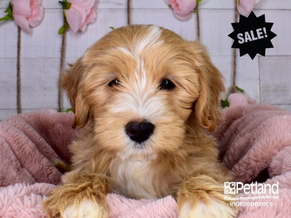 Mini Goldendoodle 2nd Gen.-DOG-Male-Red-3723-Petland Independence, Missouri