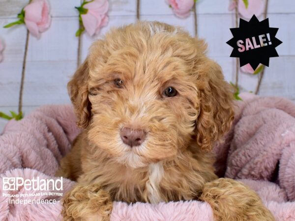 Mini Goldendoodle 2nd Gen. DOG Male Red 3722 Petland Independence, Missouri