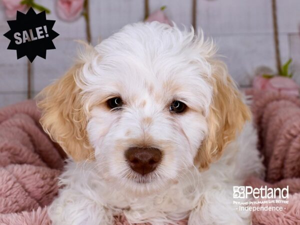 Miniature Goldendoodle-DOG-Male-White and Cream-3772-Petland Independence, Missouri