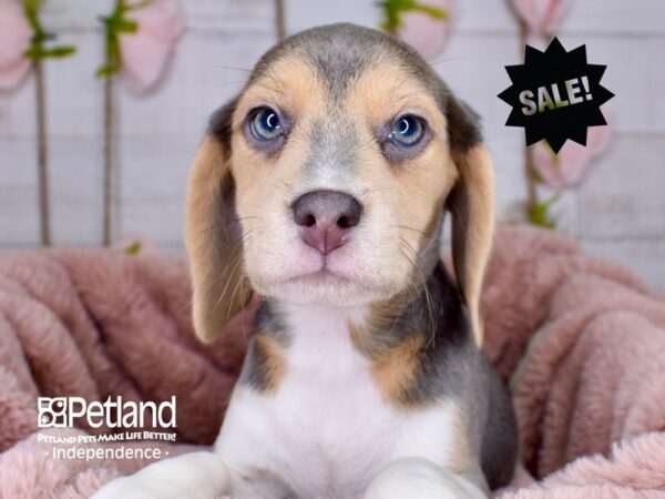 Beagle-DOG-Female-Blue and Tan-3753-Petland Independence, Missouri