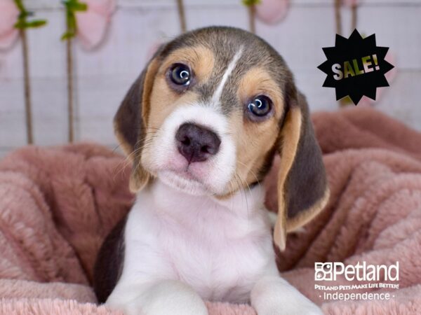 Beagle DOG Female Blue and Tan 3752 Petland Independence, Missouri