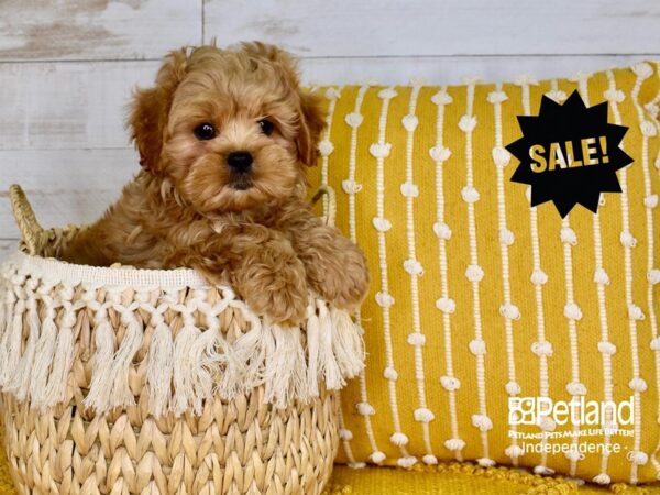 Peek-A-Poo-DOG-Male-Apricot-3785-Petland Independence & Lee's Summit, MO