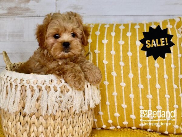 Peek-A-Poo-DOG-Male-Apricot-3785-Petland Independence, Missouri