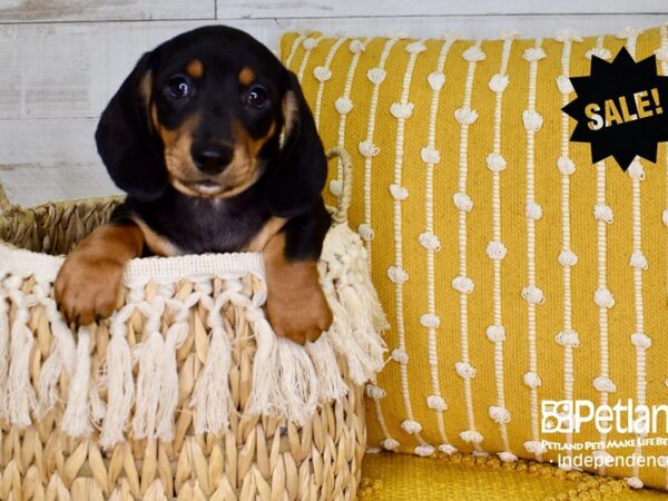 Dachshund-DOG-Male-Black & Tan-3778-Petland Independence & Lee's Summit, MO