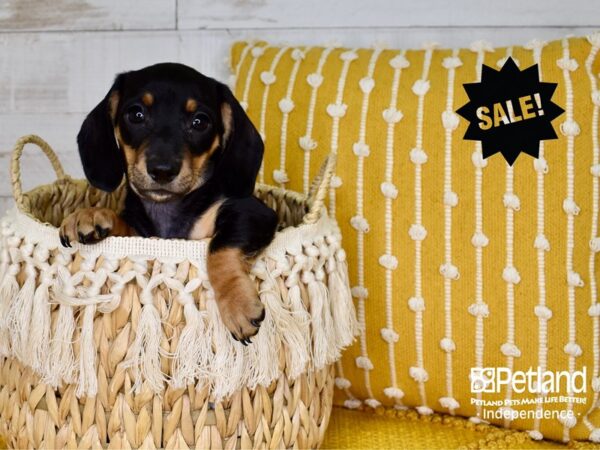 Dachshund DOG Male Black & Tan 3777 Petland Independence, Missouri