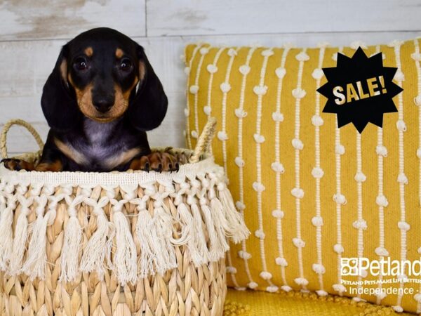 Dachshund DOG Male Black & Tan 3776 Petland Independence, Missouri