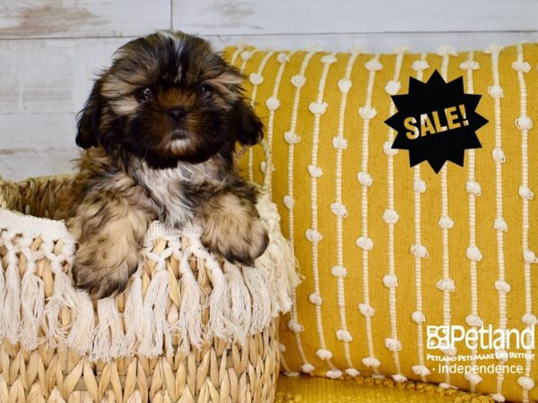 Shih Tzu-DOG-Male-Gold-3787-Petland Independence, Missouri