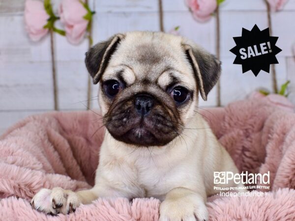 Pug-DOG-Female-Fawn-3755-Petland Independence, Missouri