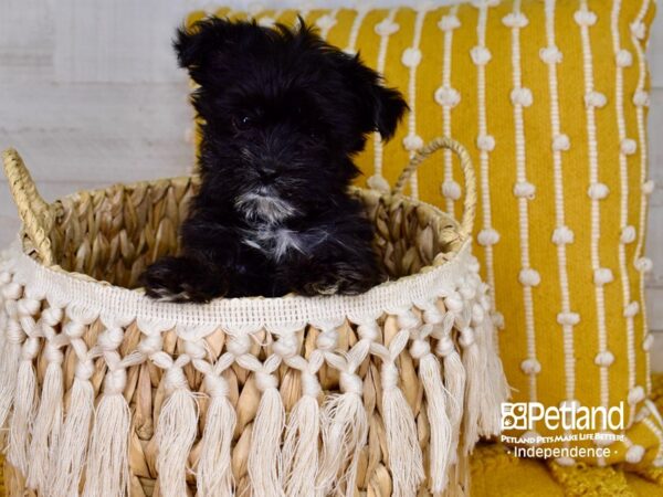 Morkie-DOG-Female-Black-3905-Petland Independence, Missouri