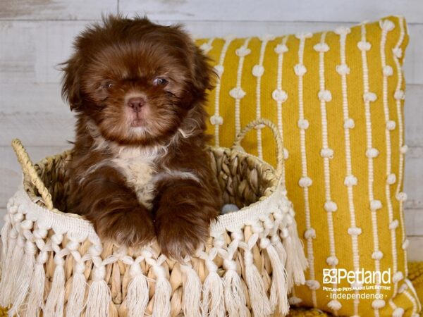 Shih Tzu-DOG-Male-Chocolate-3907-Petland Independence, Missouri