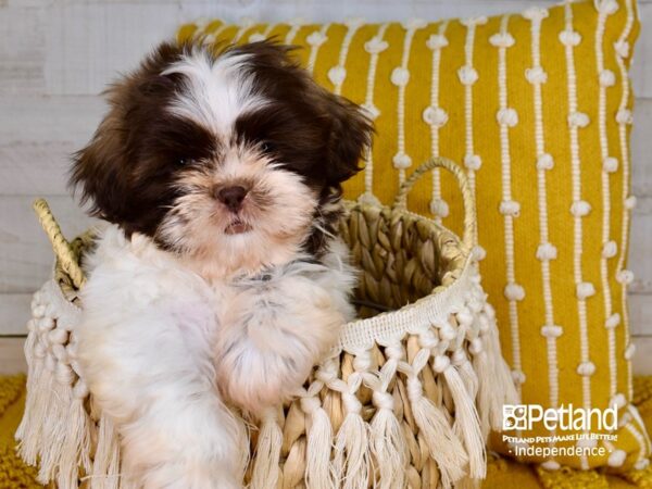 Shih Tzu-DOG-Female-Black and Tan Parti-3908-Petland Independence & Lee's Summit, MO