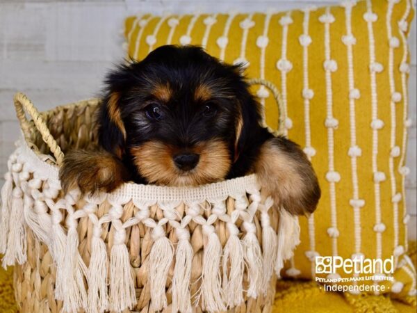 Yorkshire Terrier-DOG-Male-Black and Tan-3910-Petland Independence & Lee's Summit, MO