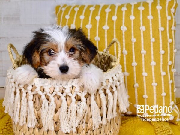 Yorkshire Terrier-DOG-Male-Black and Tan Parti-3909-Petland Independence & Lee's Summit, MO