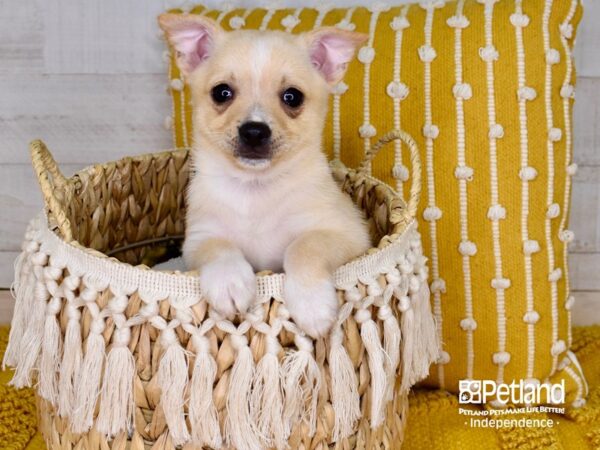 Pomchi DOG Male Cream Merle 3918 Petland Independence, Missouri