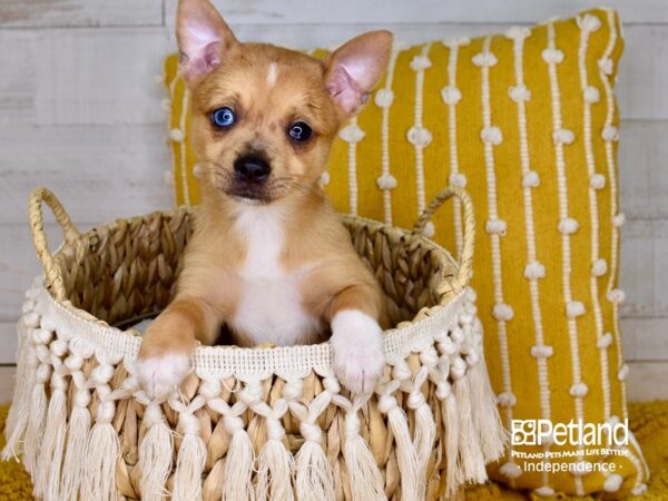 Pomchi-DOG-Female-Sable Merle-3916-Petland Independence, Missouri