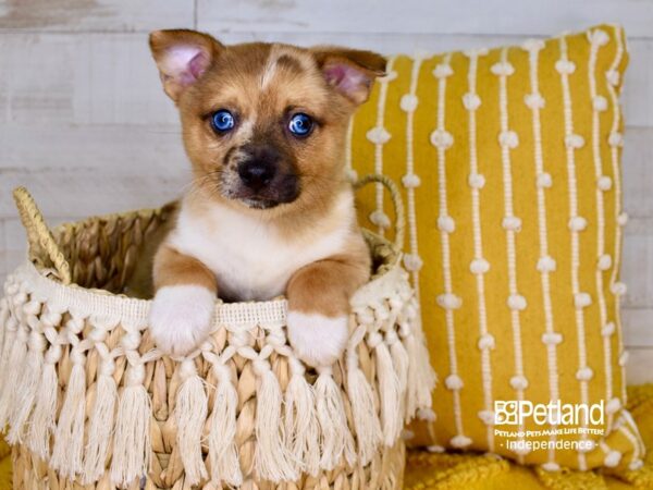 Pomchi-DOG-Male-Blue Merle-3915-Petland Independence, Missouri