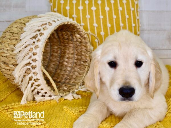 Golden Retriever-DOG-Male-Light Golden-3912-Petland Independence & Lee's Summit, MO
