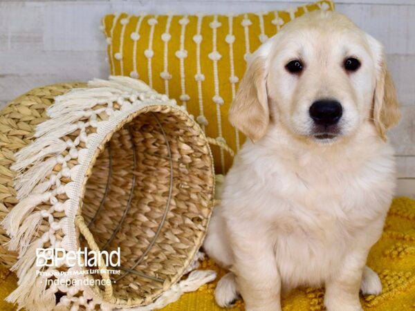 Golden Retriever-DOG-Female-Light Golden-3913-Petland Independence, Missouri