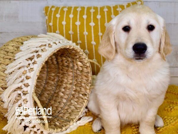 Golden Retriever DOG Female Light Golden 3913 Petland Independence, Missouri