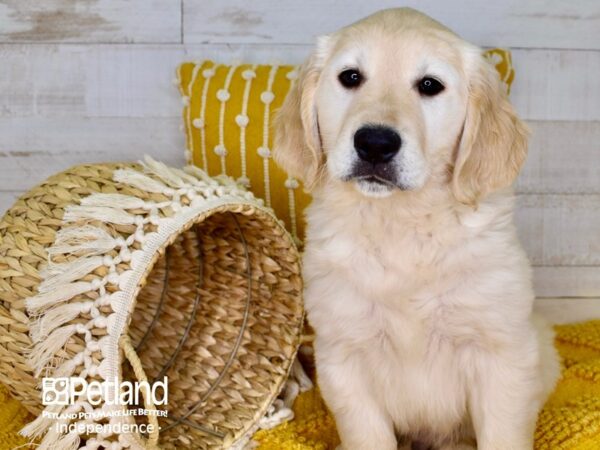Golden Retriever-DOG-Male-Light Golden-3911-Petland Independence & Lee's Summit, MO