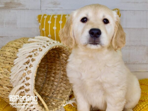 Golden Retriever DOG Female Light Golden 3914 Petland Independence, Missouri