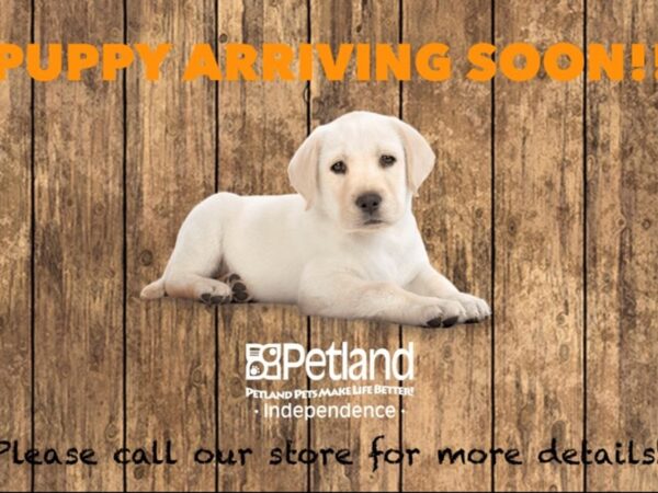 Labrador Retriever-DOG-Female--3937-Petland Independence, Missouri