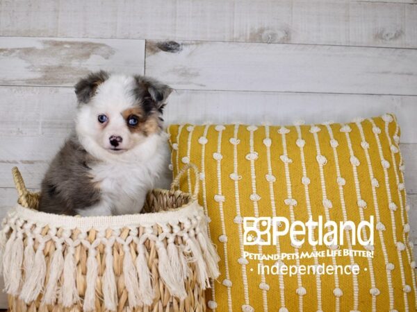 Toy Australian Shepherd-DOG-Female-Blue Merle-3924-Petland Independence & Lee's Summit, MO