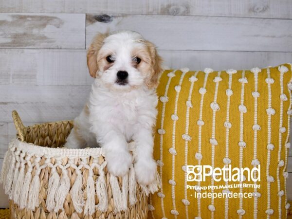 Cavachon-DOG-Female-Blenheim-3921-Petland Independence, Missouri