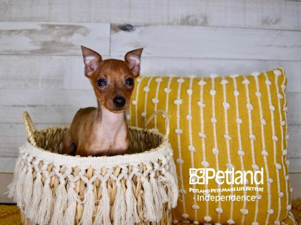 Miniature Pinscher DOG Male Red 3919 Petland Independence, Missouri