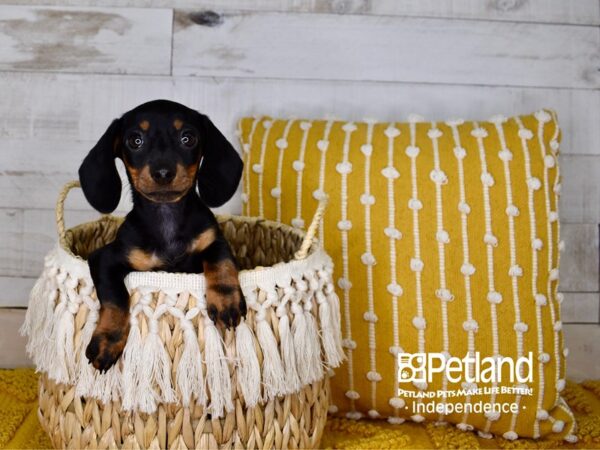 Dachshund-DOG-Female-Black and Tan-3931-Petland Independence, Missouri