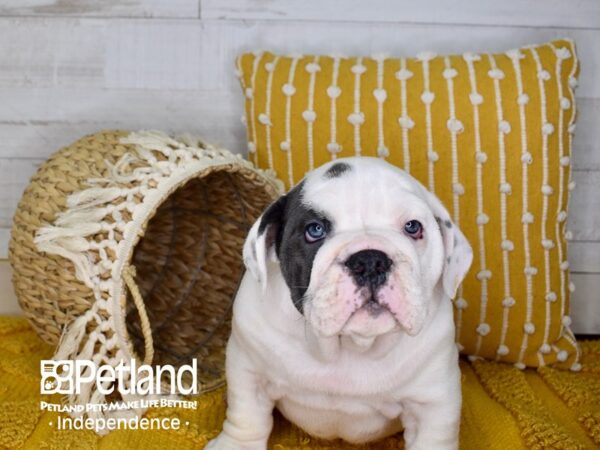 English Bulldog-DOG-Male-Blue Pied-3925-Petland Independence & Lee's Summit, MO