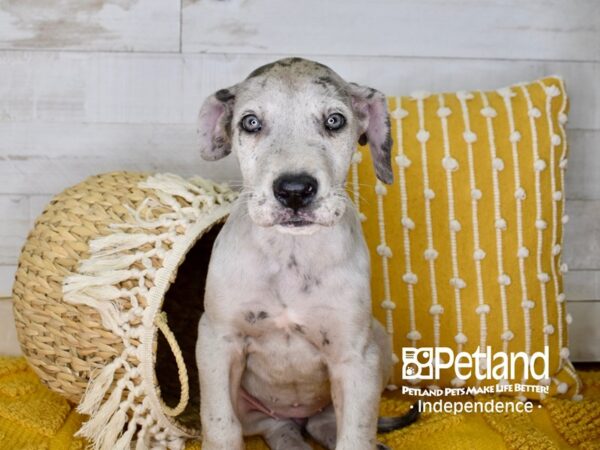 Great Dane DOG Female Blue Merle 3952 Petland Independence, Missouri