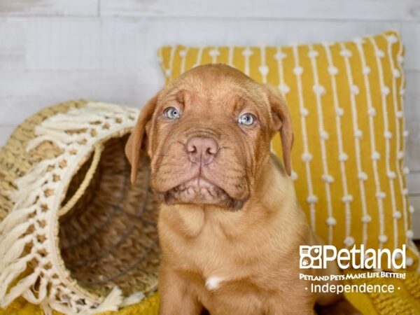 Dogue De Bordeaux-DOG-Male-Red-3951-Petland Independence, Missouri