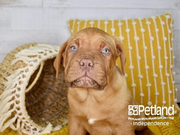 Dogue de Bordeaux DOG Male Red 3951 Petland Independence, Missouri